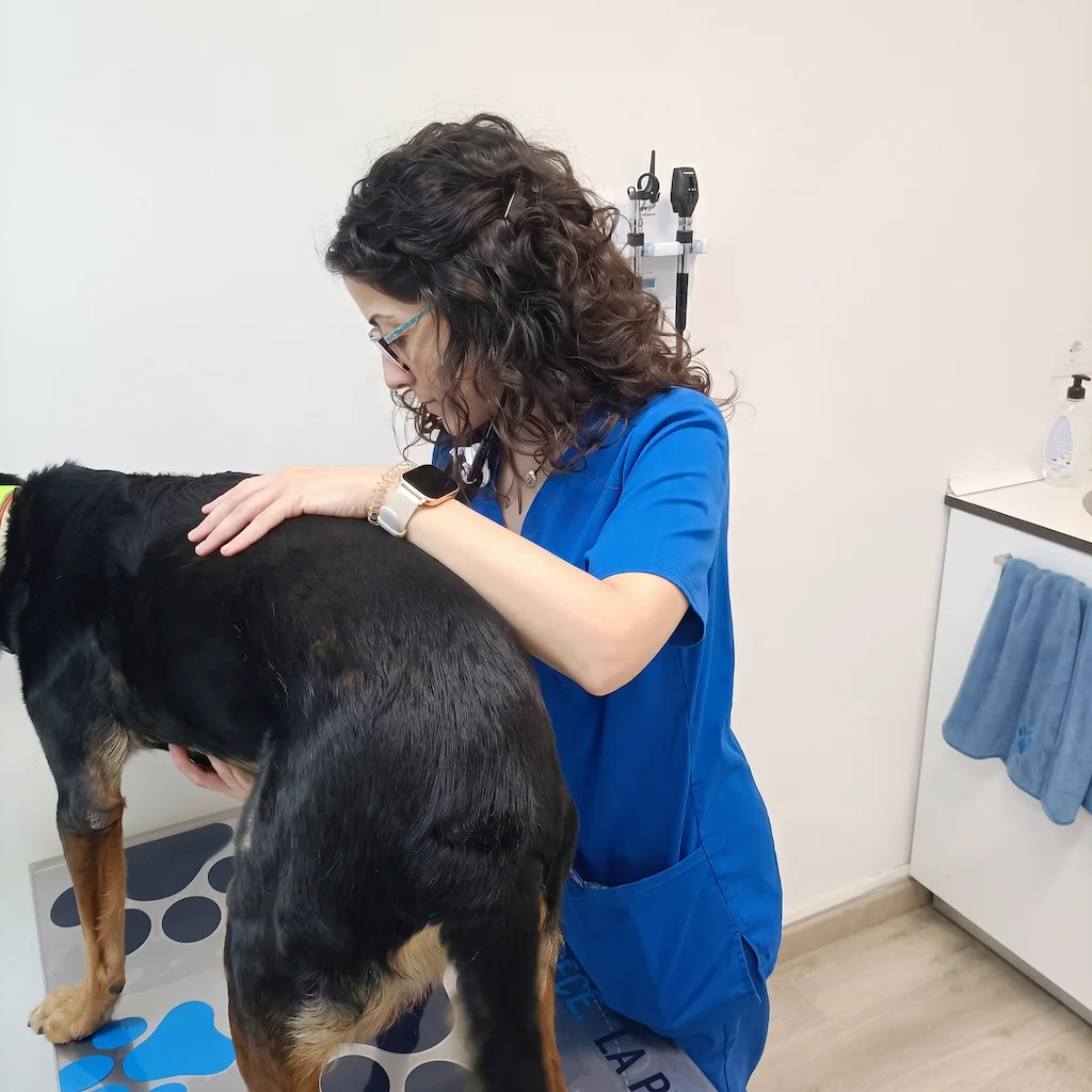 Veterinària explorant un gos a la consulta de Lovet