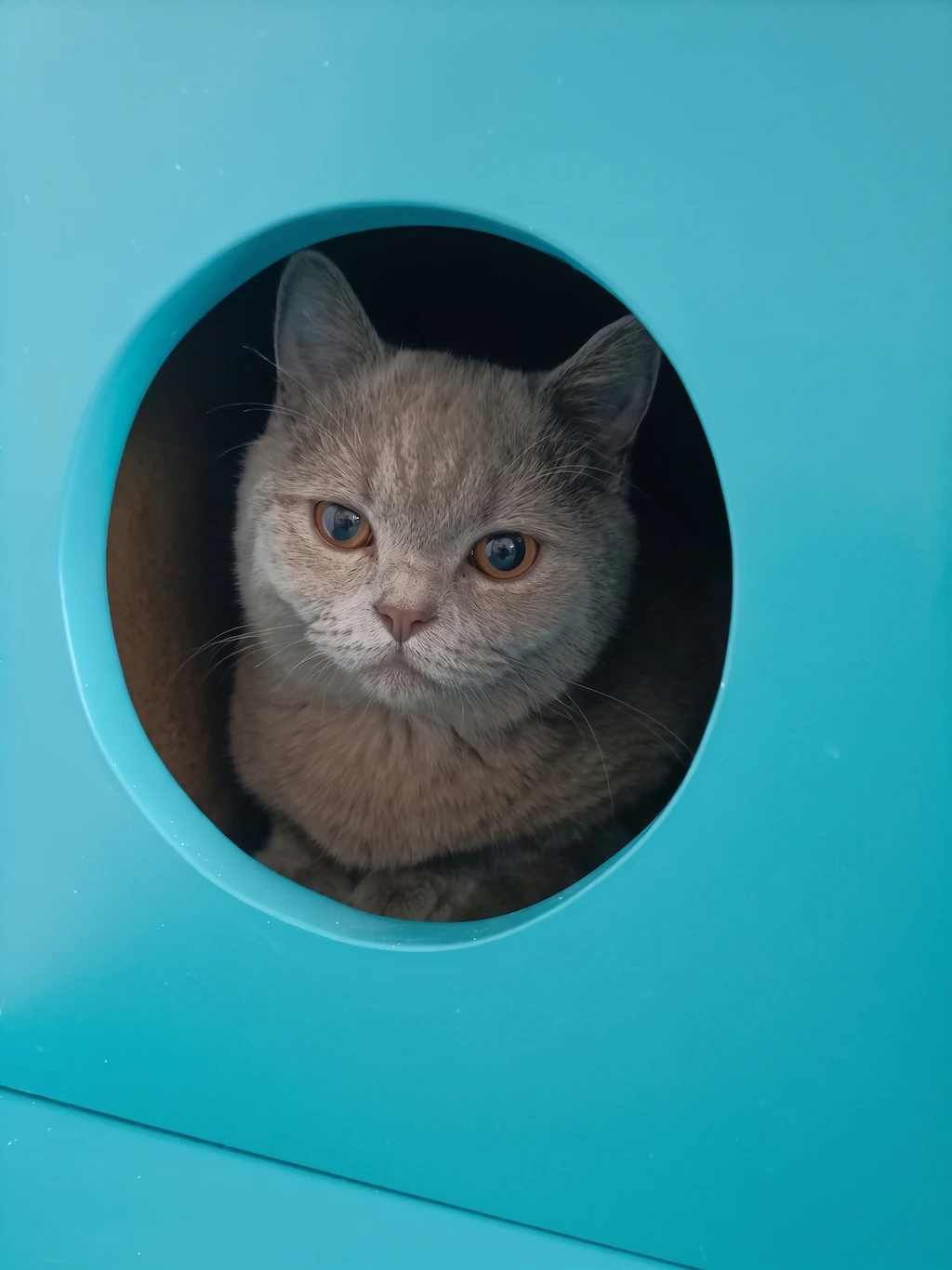 Gat descansant a la zona d'hospitalització felina