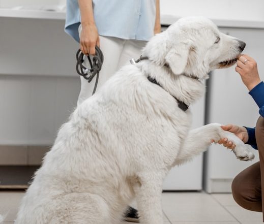 Perro grande y peludo recibe una golosina de una persona agachada.